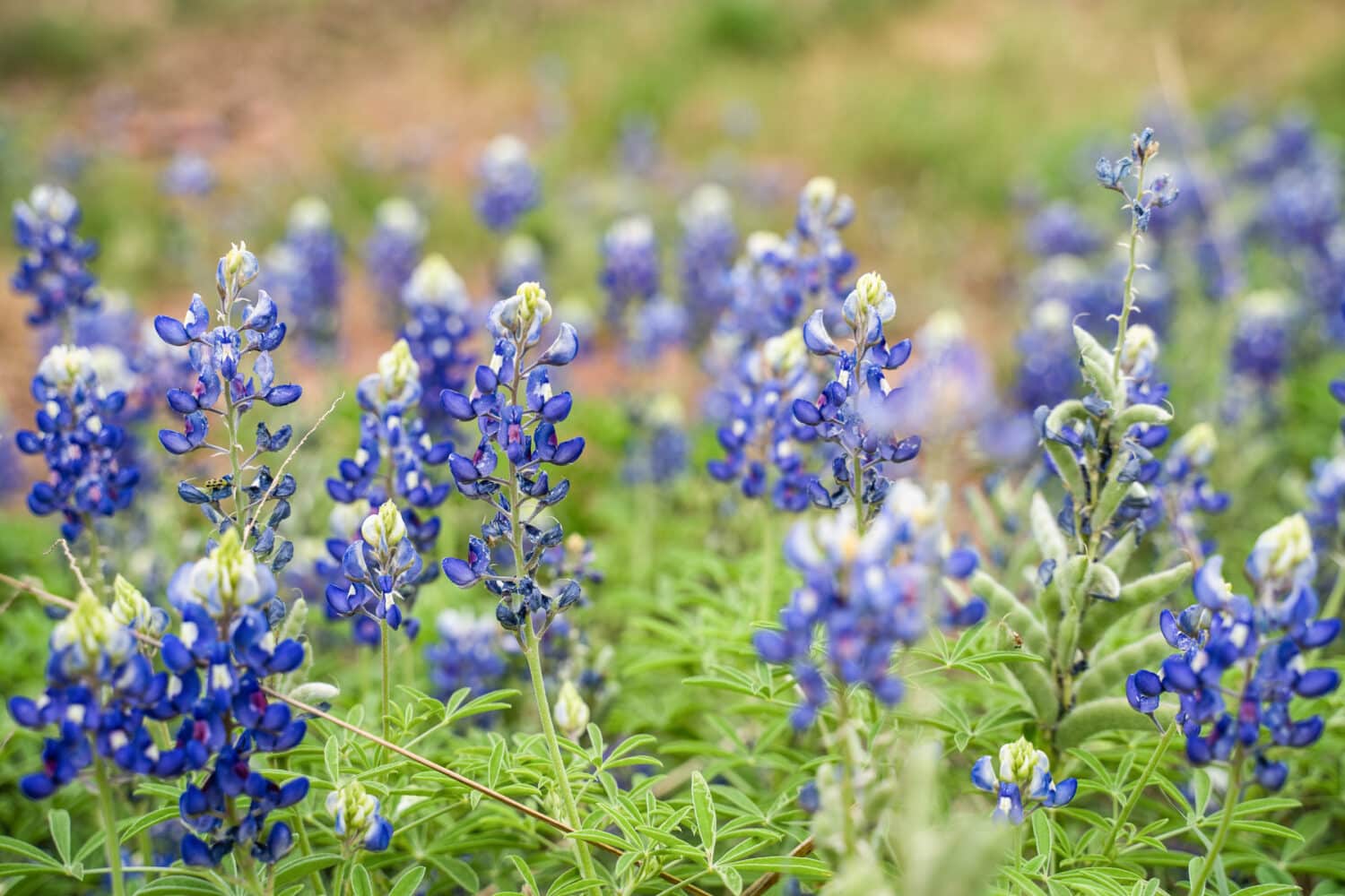 Bluebonnets in Texas Hill COuntry